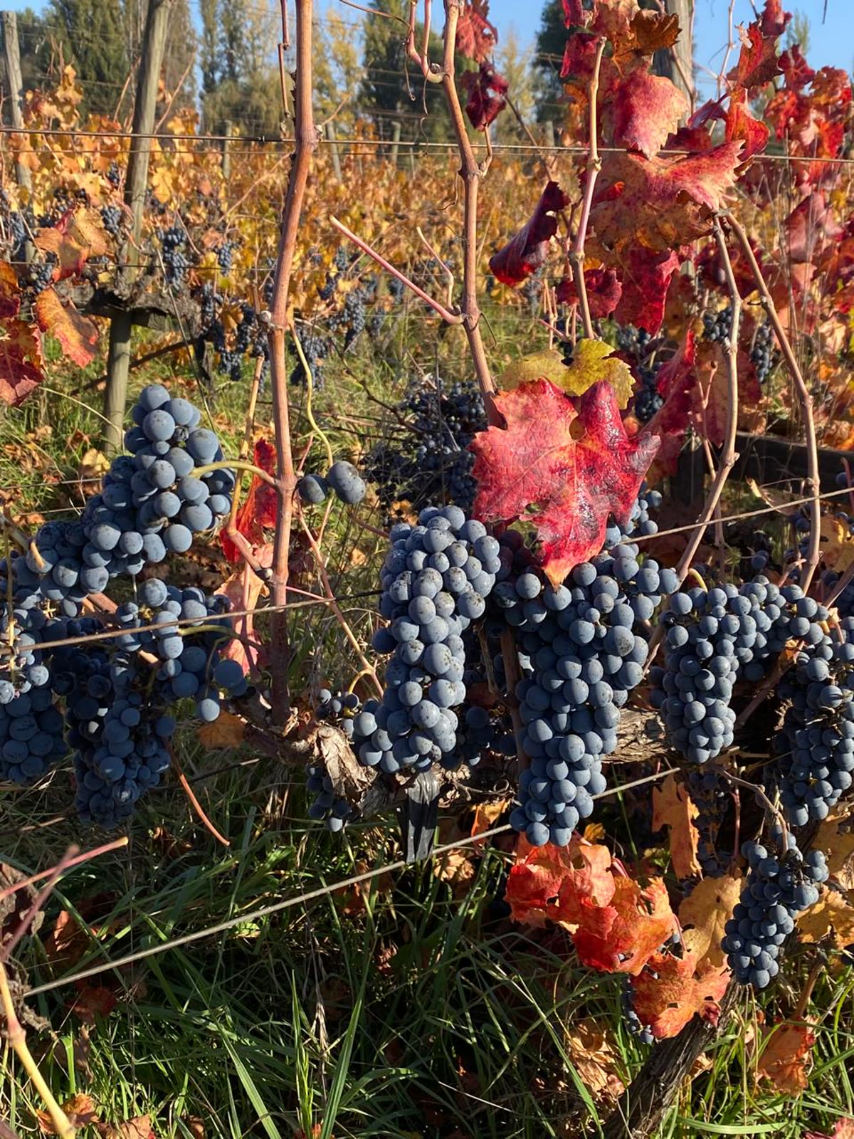 Racimos de Carmenere en otoño